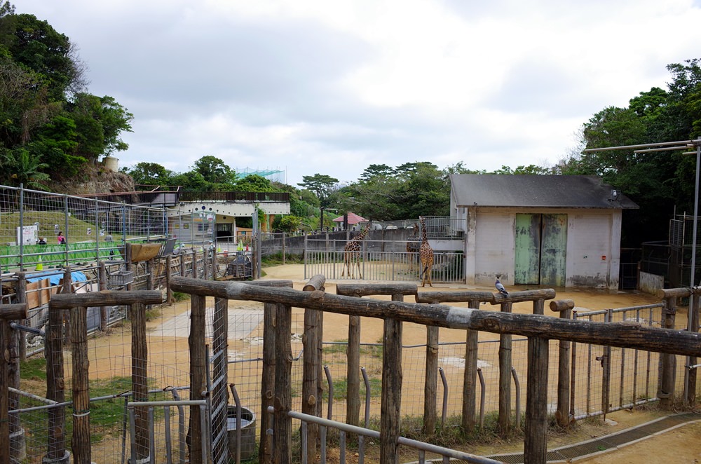 沖繩中部景點兒童王國(沖縄こどもの国) 近距離接觸大象和各種動物