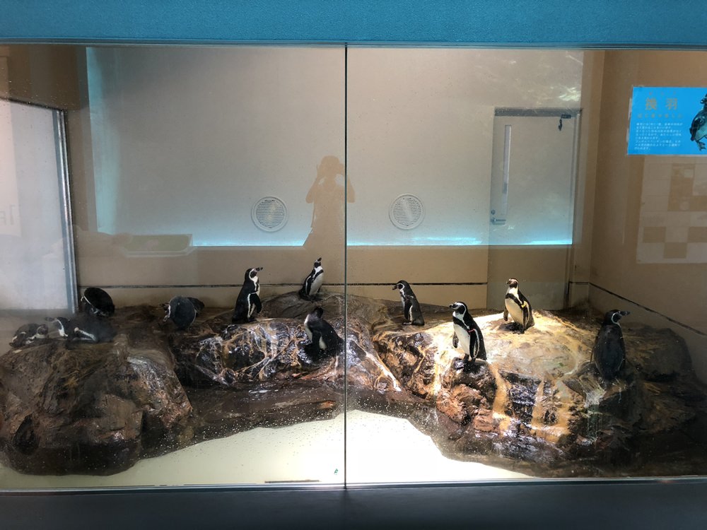 廣島│宮島必遊親子景點推薦 宮島水族館 與企鵝的親密接觸