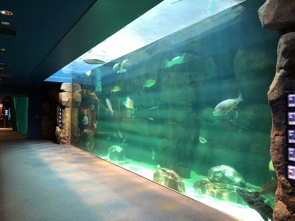 廣島│宮島必遊親子景點推薦 宮島水族館 與企鵝的親密接觸