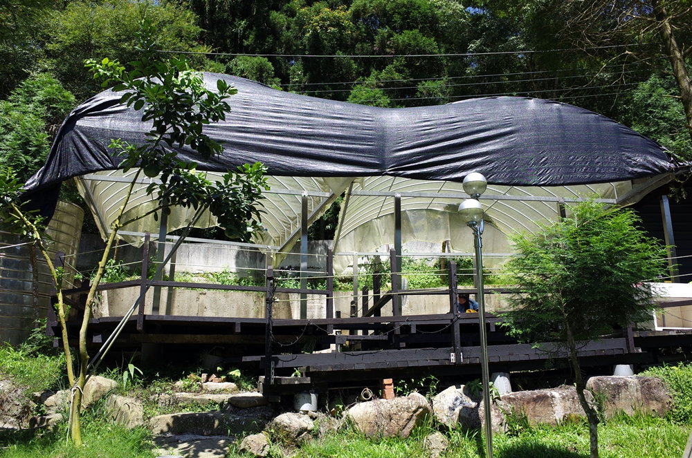 新竹關西│小蜜蜂休閒咖啡屋露營區 海拔570 小木屋零裝備輕裝備包區的好選擇 夏天開放水池有小溪流