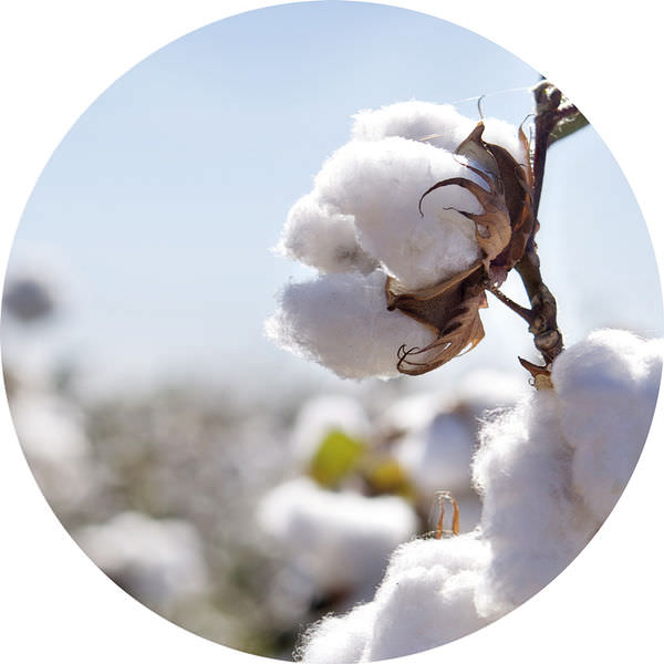 organic cotton(1)